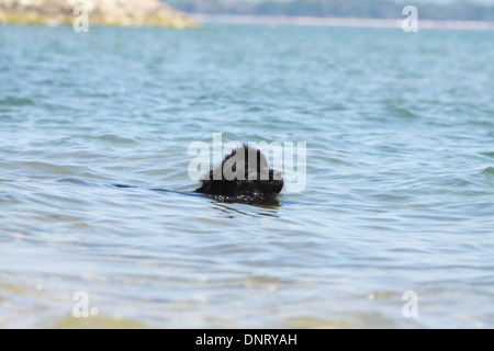 Cane di Terranova cucciolo / nuoto in mare Foto Stock