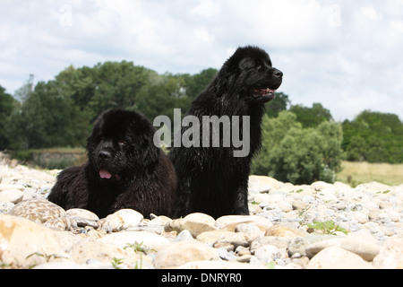 Terranova cane / due adulti su rocce Foto Stock