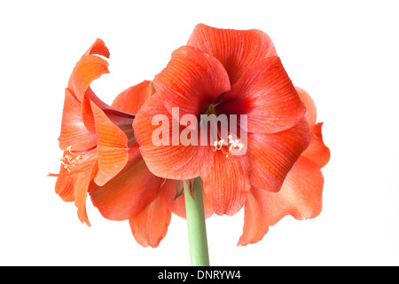 Rosso corallo amaryllis flower isolato su un bianco di sfondo per studio. Foto Stock