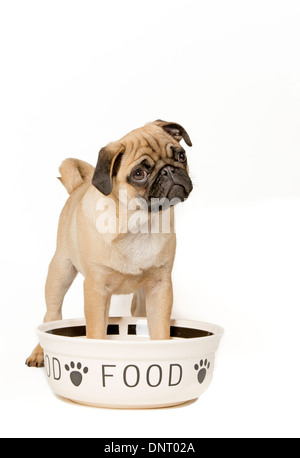 Giovani pug con la coppa di alimentazione Foto Stock