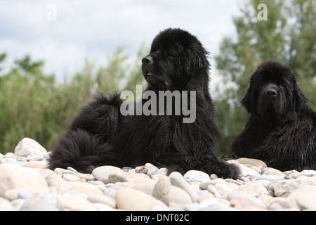 Terranova cane / due adulti che giace sulle rocce Foto Stock