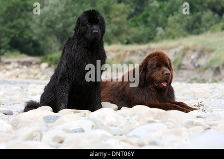 Terranova cane / due adulti che giace sulle rocce Foto Stock