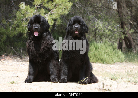Terranova cane / adulti (nero) seduto a terra Foto Stock