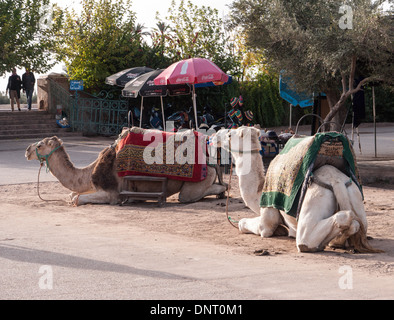 Due cammelli che vengono utilizzate per fornire corse ai turisti attendono custom a Marrakech, Marocco Foto Stock