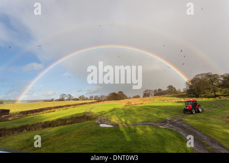 Nibbio reale (Milvus milvus) volare attraverso un vivido arcobaleno in aquilone rosso stazione di alimentazione in Rhayader, Mid Wales, Regno Unito Foto Stock