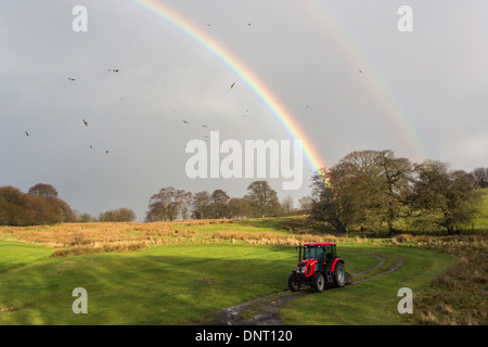 Nibbio reale (Milvus milvus) volare attraverso un vivido arcobaleno in aquilone rosso stazione di alimentazione in Rhayader, Mid Wales, Regno Unito Foto Stock