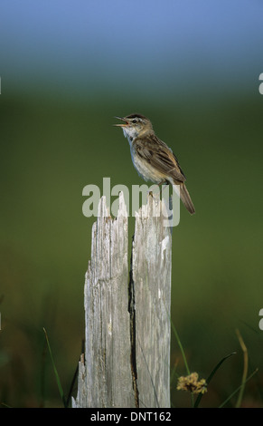 SEDGE TRILLO (Acrocephalus schoenobaenus) maschio adulto cantando Marshside riserva RSPB Southport MERSEYSIDE REGNO UNITO Foto Stock