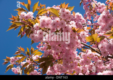 Rosa fiori di ciliegio su rami di una fioritura di ciliegio Foto Stock