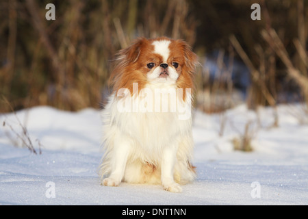 Cane mento giapponese / Japanese spaniel adulto ( bianco e rosso ) seduta nella neve Foto Stock