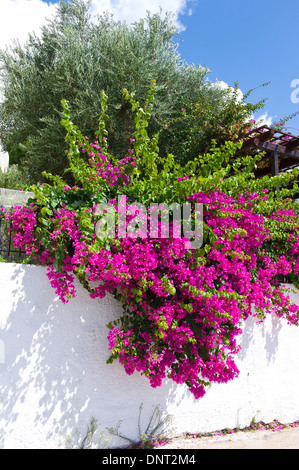 Bouganville che cresce su un muro di casa in Havriata, Cefalonia, Grecia Foto Stock