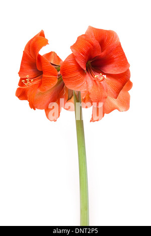 Rosso corallo amaryllis flower isolato su un bianco di sfondo per studio. Foto Stock