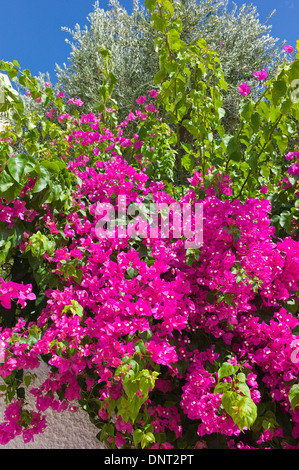 Bouganville che cresce su un muro di casa in Havriata, Cefalonia, Grecia Foto Stock