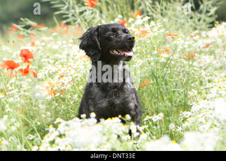 Cane Epagneul Breton / Epagneul Breton adulto seduto in un prato Foto Stock