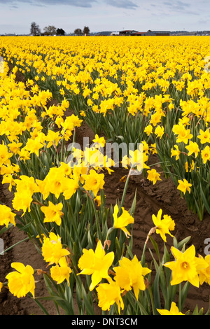 Campo di narcisi in fiore durante la Skagit Valley Tulip Festival, Mount Vernon, Washington. Foto Stock