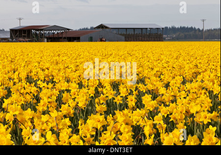 Giunchiglie in Skagit Valley durante la Skagit Valley Tulip Festival, Mount Vernon, WA. Foto Stock