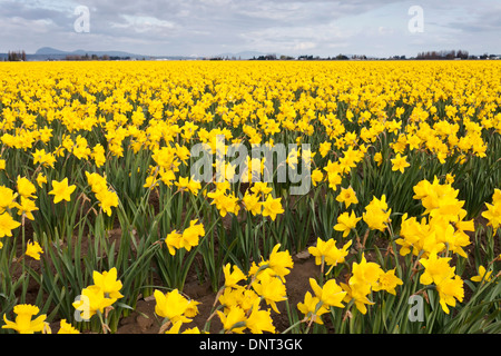 Giunchiglie in Skagit Valley durante la Skagit Valley Tulip Festival, Mount Vernon, WA. Foto Stock