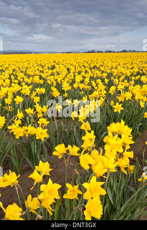 I campi di narcisi a Roozengarde in Skagit Valley durante la Skagit Valley Tulip Festival, Mount Vernon, Washington, Stati Uniti d'America. Foto Stock