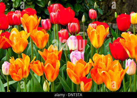 I tulipani in fiore durante la Skagit Valley Tulip Festival in Mount Vernon, Washington. Foto Stock