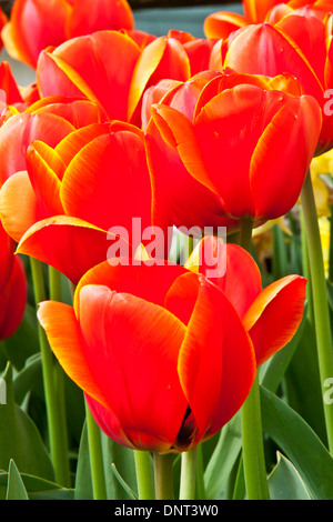 I tulipani in fiore durante la Skagit Valley Tulip Festival in Mount Vernon, Washington. Foto Stock