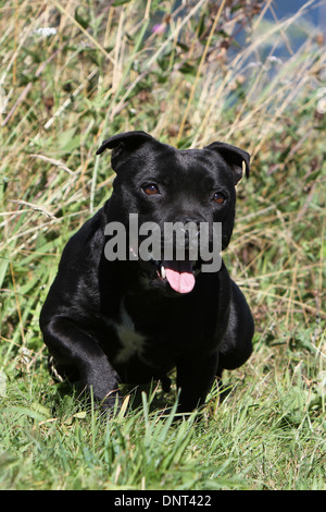 Cane Staffordshire Bull Terrier / Staffie adulto a piedi in un prato Foto Stock