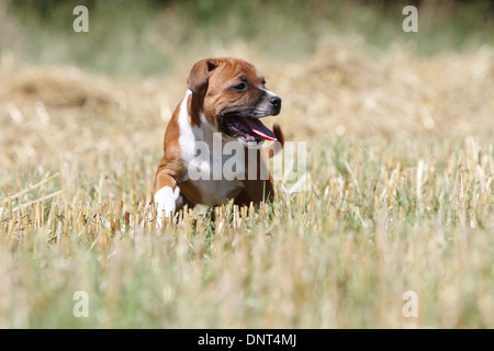 Cane Staffordshire Bull Terrier / Staffie cucciolo a piedi in un campo Foto Stock