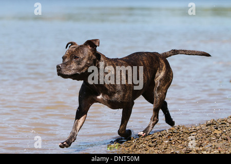 Cane Staffordshire Bull Terrier / Staffie / adulti camminando sul bordo di un lago Foto Stock