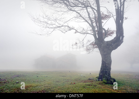 Casa misteriosa nella foresta con la nebbia e un albero Foto Stock