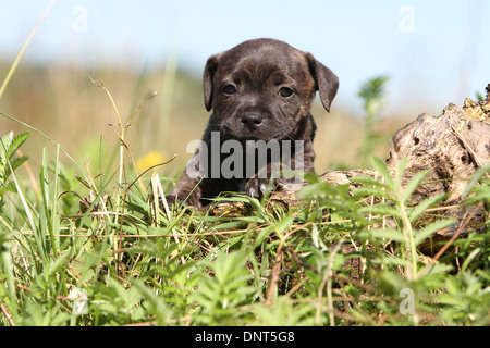 Cane Staffordshire Bull Terrier / Staffie cucciolo su una tavola di legno Foto Stock