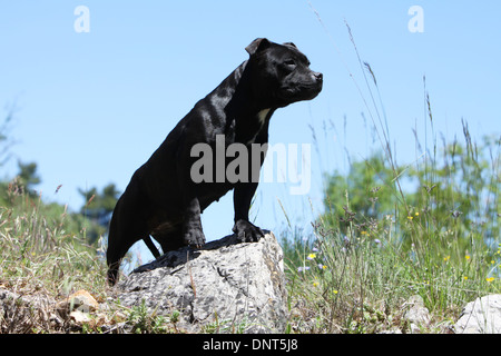 Cane Staffordshire Bull Terrier / Staffie adulto in piedi su una roccia Foto Stock