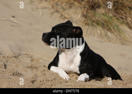 Cane Staffordshire Bull Terrier / adulto Staffie distesi sulla sabbia Foto Stock