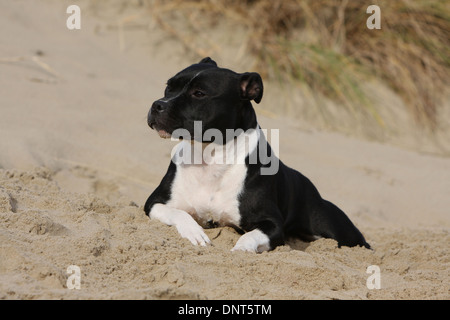 Cane Staffordshire Bull Terrier / adulto Staffie distesi sulla sabbia Foto Stock