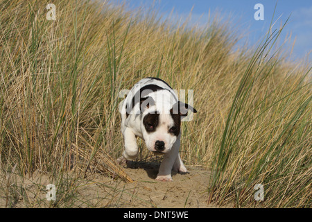 Cane Staffordshire Bull Terrier / Staffie cucciolo camminando in Dune Foto Stock