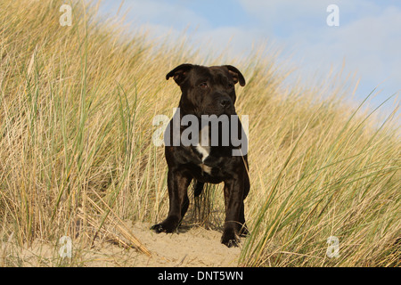 Cane Staffordshire Bull Terrier / Staffie permanente degli adulti di dune Foto Stock