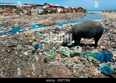 Suini cercare cibo nell'immondizia marcio intorno in baracche baraccopoli di cité soleil, Port-au-Prince, Haiti. Foto Stock