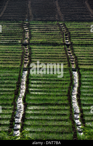 In crescita le cipolle rosse nella campagna indiana. Andhra Pradesh, India Foto Stock