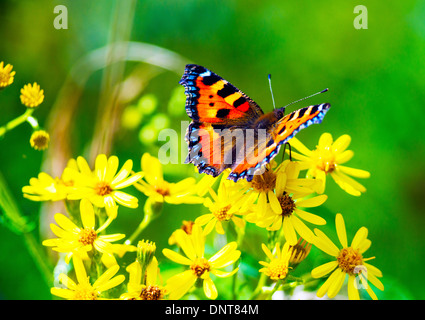 Grande Tartaruga farfalla su fiori gialli Foto Stock