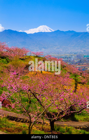 Pesco e Mt. Fuji in primavera, Yamanashi, Giappone Foto Stock