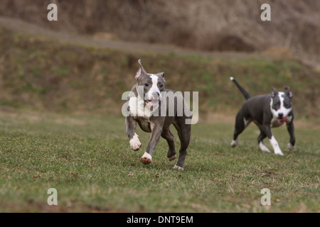 Cane American Staffordshire Terrier Amstaff / / due cuccioli in esecuzione in un prato Foto Stock