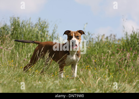 Cane American Staffordshire Terrier Amstaff / / cucciolo in piedi in un prato Foto Stock