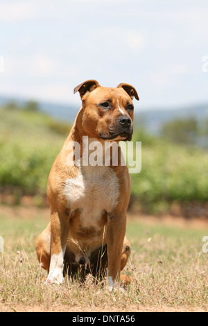 Cane American Staffordshire Terrier Amstaff / / adulti seduti in un campo Foto Stock