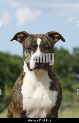 Cane American Staffordshire Terrier Amstaff / ritratto per adulti Foto Stock