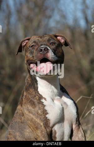 Cane American Staffordshire Terrier Amstaff / ritratto per adulti Foto Stock