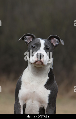 Cane American Staffordshire Terrier Amstaff / / Ritratto di giovane Foto Stock