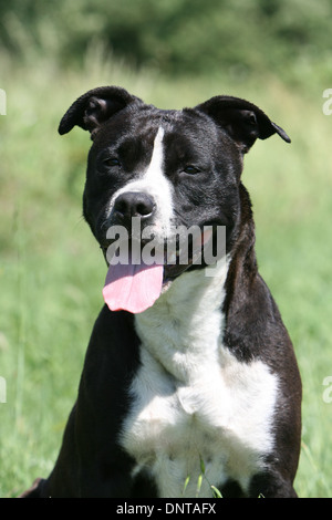 Cane American Staffordshire Terrier Amstaff / ritratto per adulti Foto Stock
