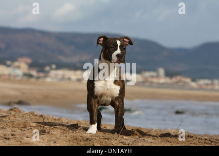 Cane American Staffordshire Terrier Amstaff / / cucciolo permanente sulla spiaggia Foto Stock