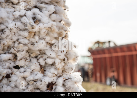 Campi di cotone in Texas Foto Stock