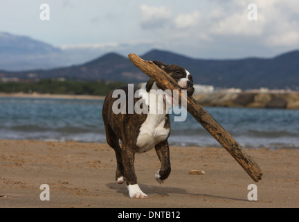 Cane American Staffordshire Terrier Amstaff / / cucciolo in esecuzione con un bastone nella sua bocca sulla spiaggia Foto Stock