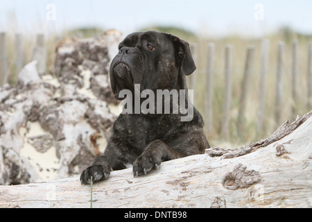 Cane Cane Corso / Italiano Mastiff / adulti giacente su di un legno Foto Stock