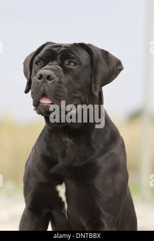 Cane Cane Corso / Italiano Mastiff / adulti ritratto Foto Stock