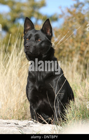 Cane australian kelpie / adulti seduti in un prato Foto Stock